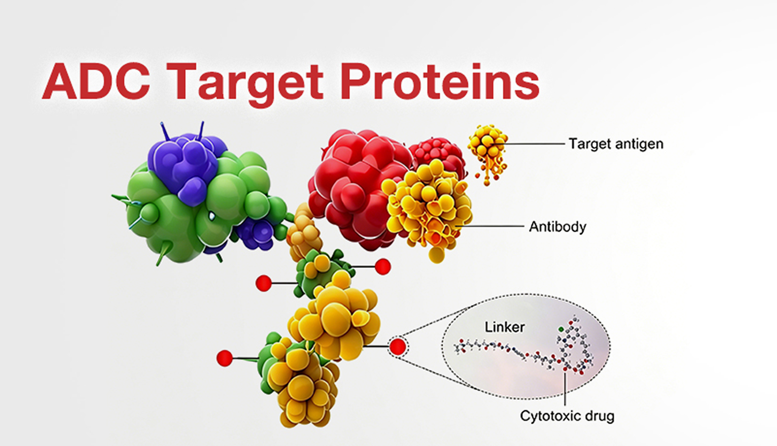 ADC Target Proteins