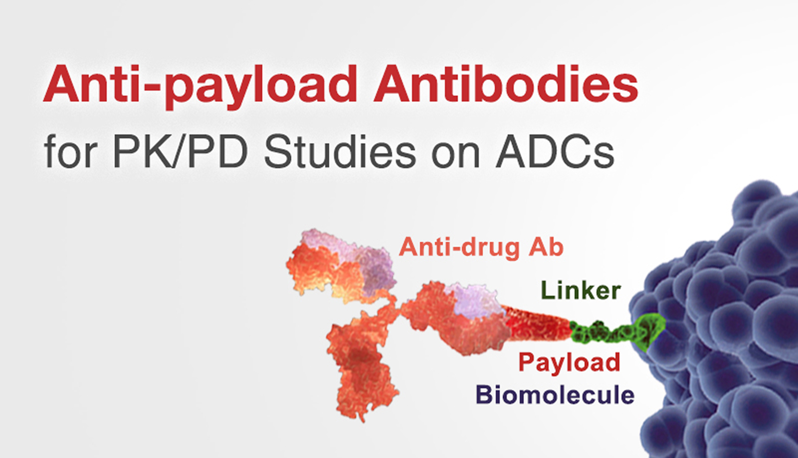 ADC Pharmacokinetic Analysis Solutions
