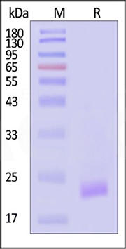 SDS-PAGE
