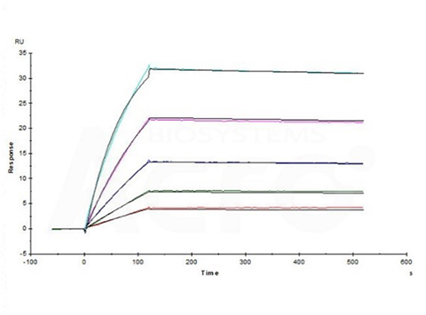 High binding affinity of BAFF to BAFF-BAFFR/TACI validated by SPR