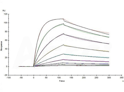 High binding affinity of BAFF to BAFF-BAFFR/TACI validated by SPR