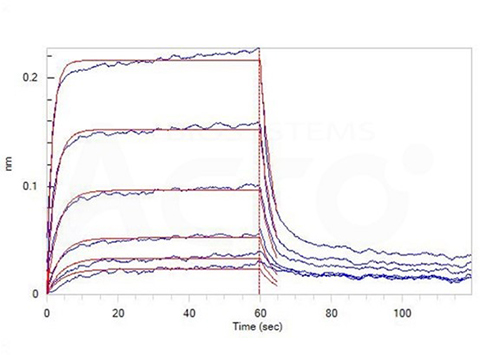 High binding affinity of BAFF to BCMA validated by BLI