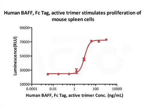 BAFF's activity in stimulating mouse splenocyte proliferation verified