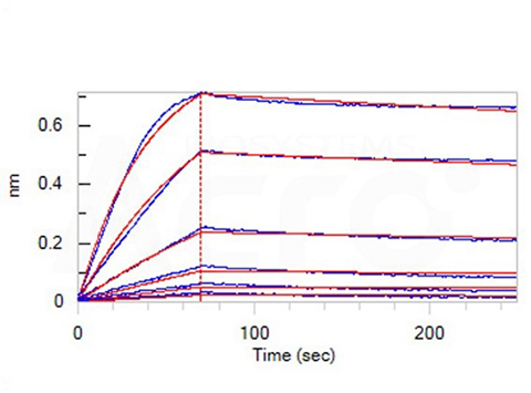 High binding affinity of APRIL to BCMA/TACI validated by BLI