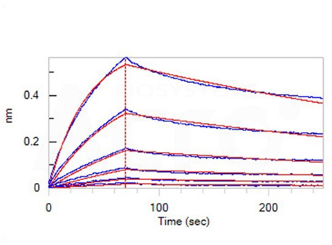 High binding affinity of APRIL to BCMA/TACI validated by BLI
