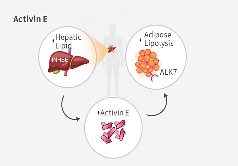 Metabolic & Anti-obesity