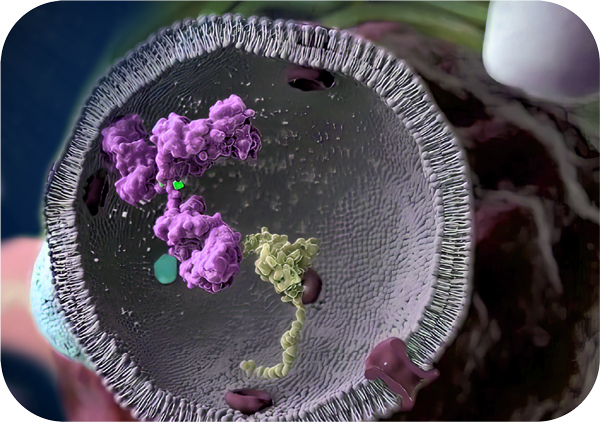Single B-cell Antibody Pair Screening