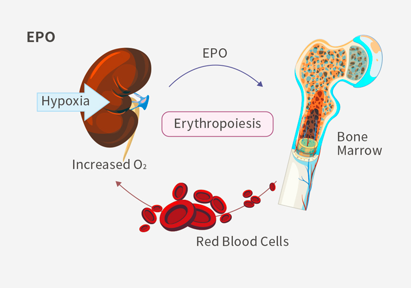 Renal Anemia
