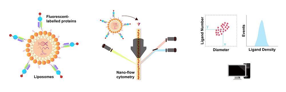 Quantification of Antibody Density on Delivery Carrier Surfaces