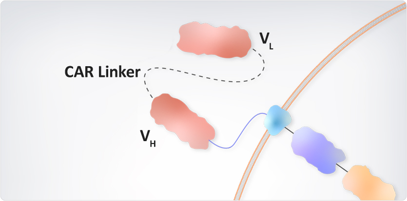 Anti-Linker Antibodies
