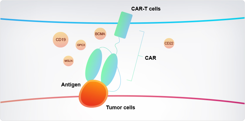 70+ CAR Target Proteins