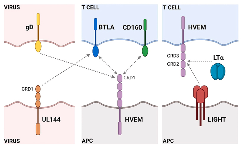 BTLA-HVEM Interaction Network