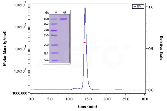 LIGHT Trimer Structure Verified by SEC-MALS