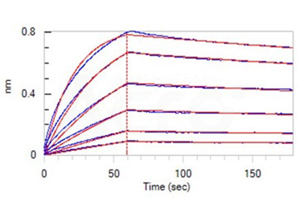 BTLA-HVEM Binding Affinity Verified by BLI