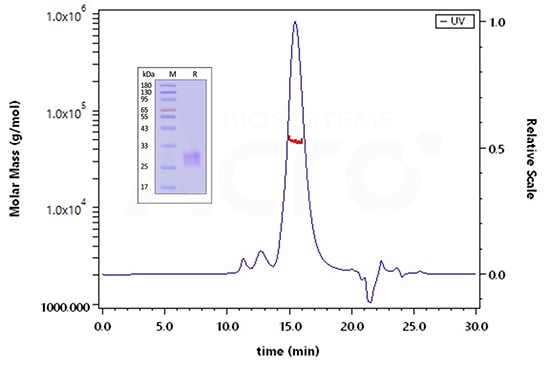 SEC-MALS Validation for Protein Structure and Purity