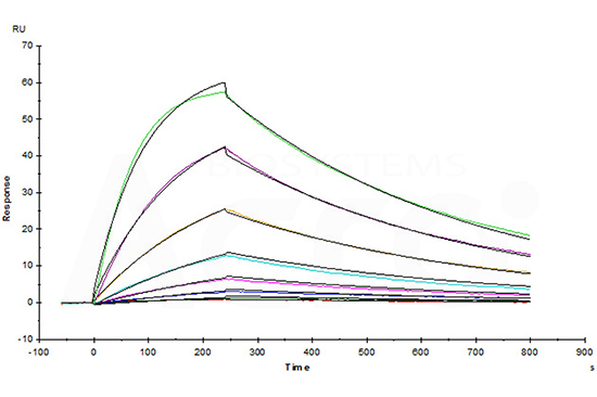 The binding activity to Abs was verified by SPR/BLI