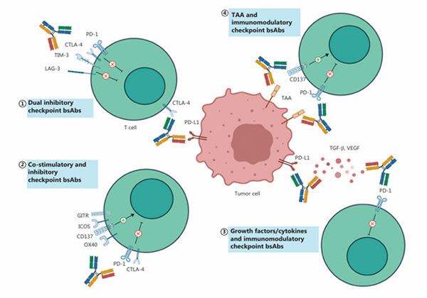 The bsAbs targeting immunomodulatory checkpoints