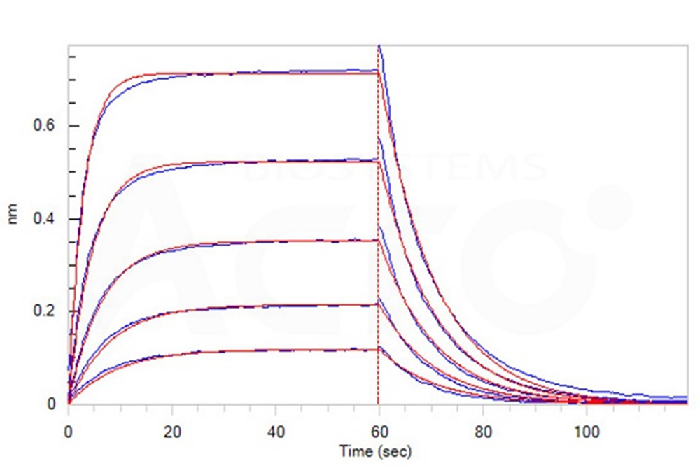 Binding Affinity of CTLA-4 and B7-1 Verified by BLI