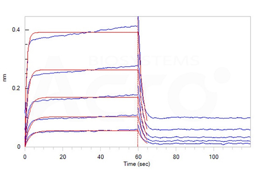 Binding Affinity of CTLA-4 and B7-2 Verified by BLI