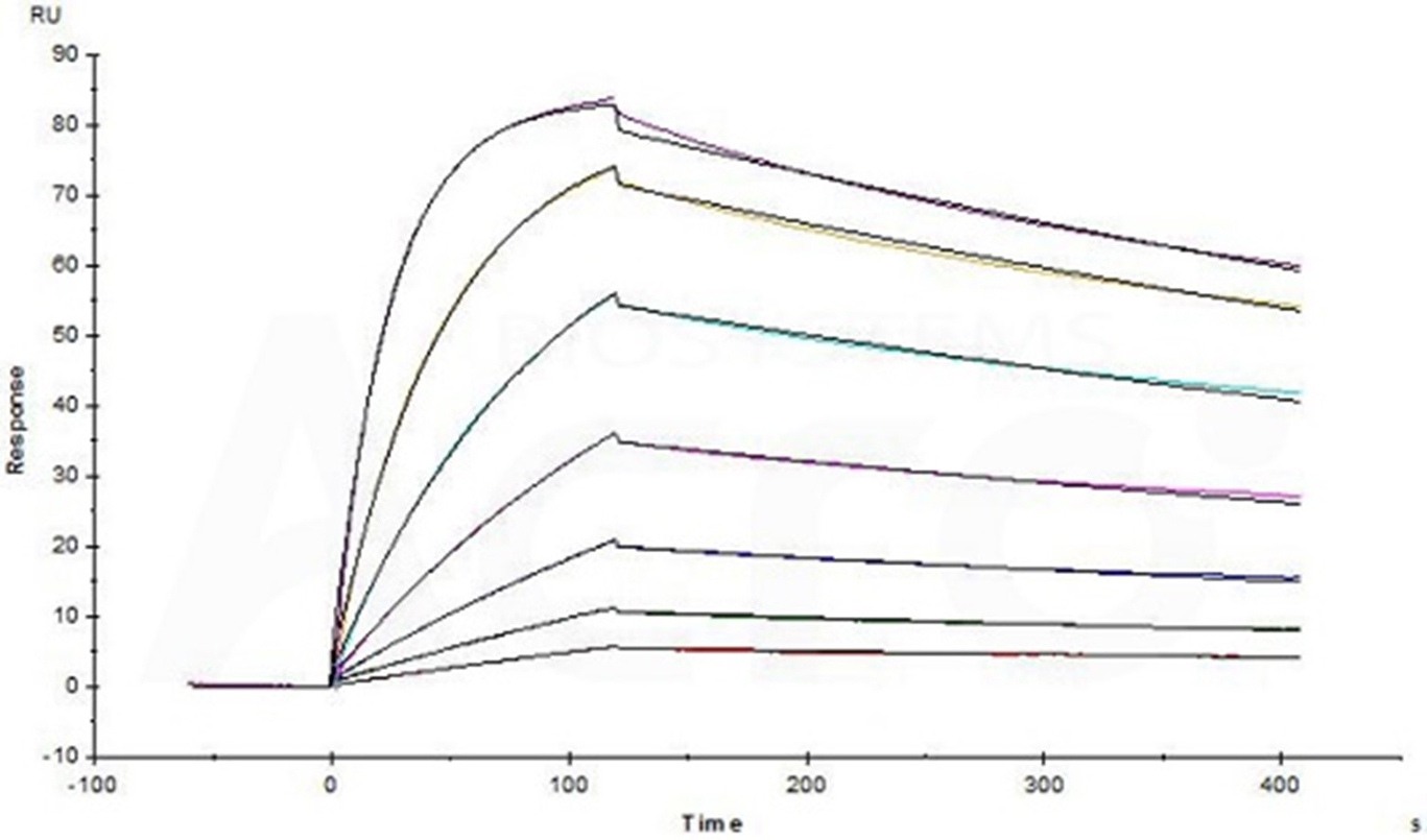Binding Activity of CTLA-4 and Ipilimumab Verified by SPR