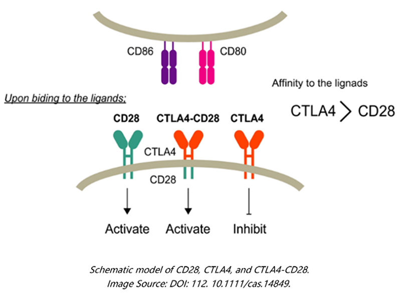 CTLA-4/CD28