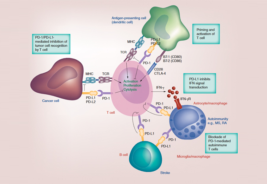 The PD-1/PD-L1 Axis and Co-signaling Networks: Orchestrating T Cell Responses in Cancer and Autoimmunity