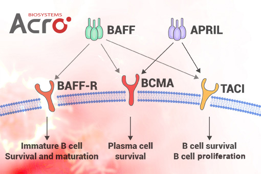 The BAFF-APRIL Pathway