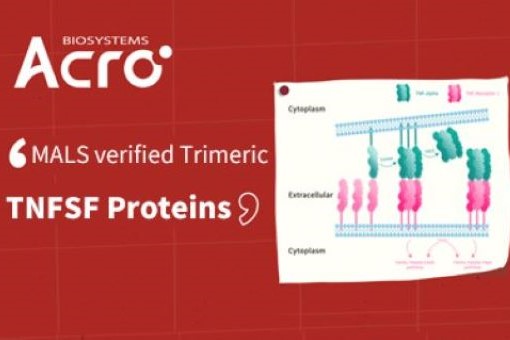 TNFSF proteins