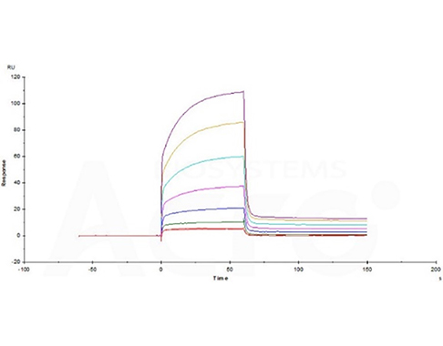High Binding Affinity of PD-1 to PD-L1 Verified by SPR
