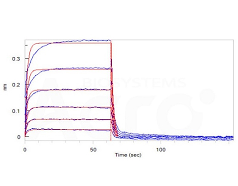 High Binding Affinity of PD-1 to PD-L1 Verified by BLI