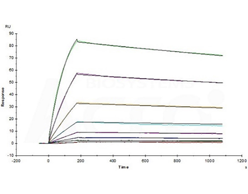 High Binding Affinity of PD-L1 to PD-L1 Antibody Verified by SPR