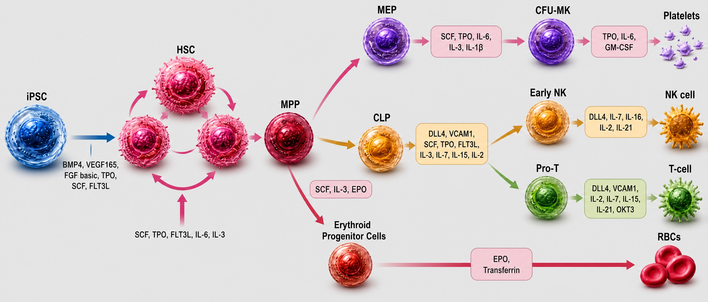 Differentiation Solutions for iPSC-Derived HSPCs