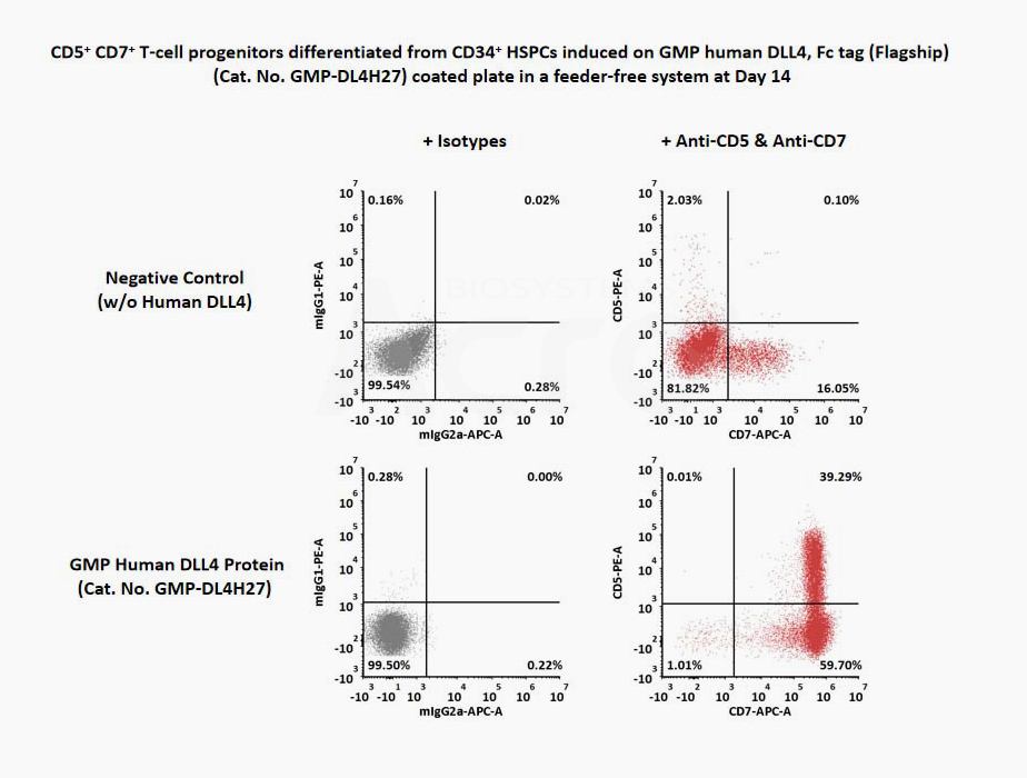 CD34+ CD45+ hematopoietic cells were seeded on GMP Human DLL4 Protein