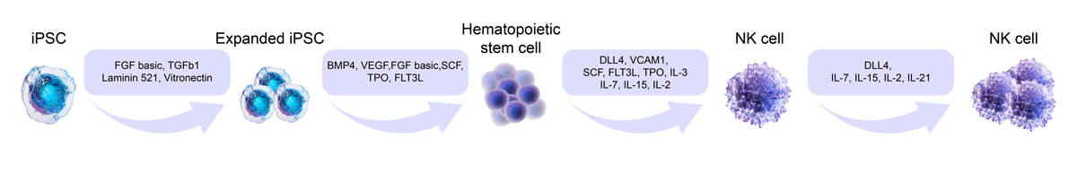 iPSC-NK_Workflow