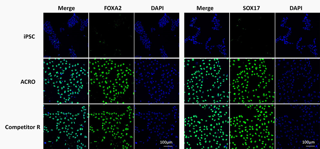 High quality Activin A supports endodermal differentiation