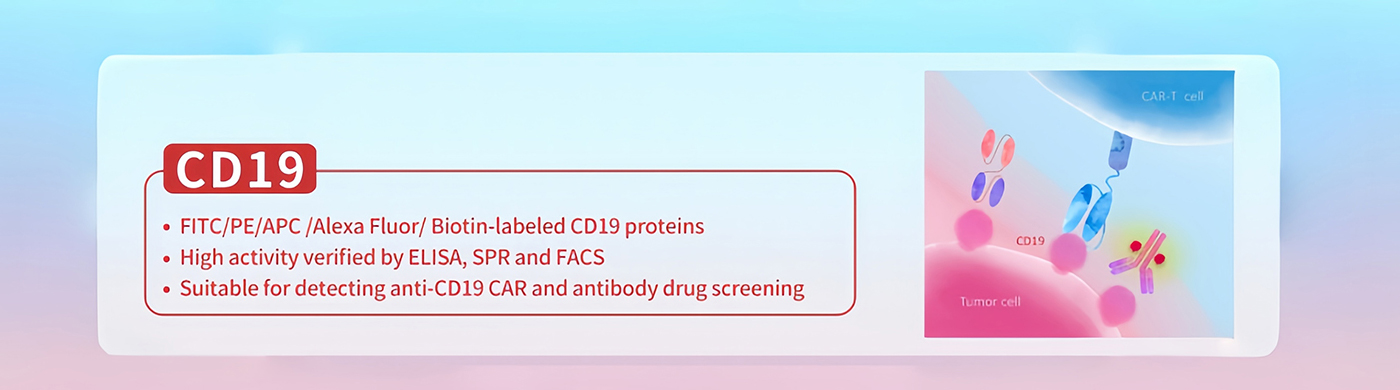 CD19：a validated therapeutic target for B-cell malignancies