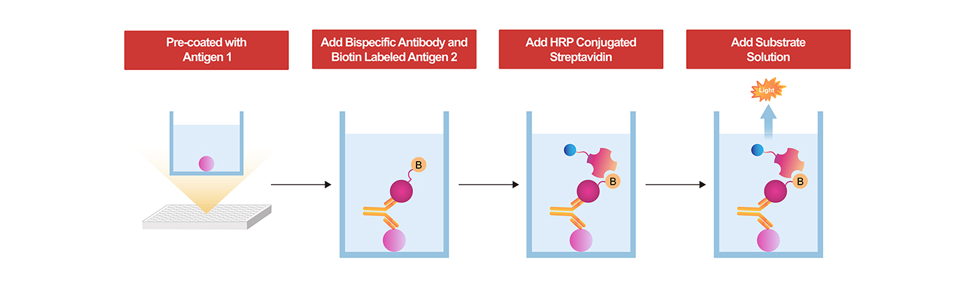 Schematic Workflow of the Bridging ELISA Kits