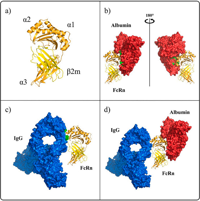 Human FcRn interaction with ligands IgG and albumin