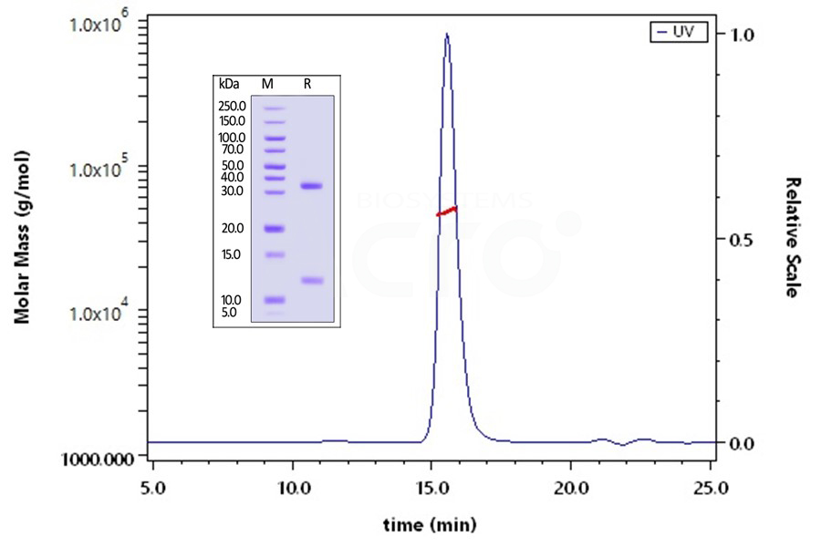 Heterodimeric FcRn proteins verified by SEC-MALS