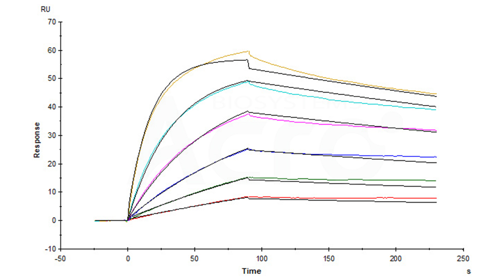 Mouse FcRn–Herceptin binding affinity (SPR validated)