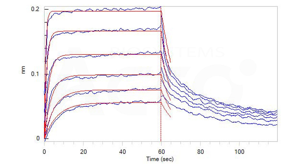 FcRn–Herceptin binding affinity (BLI validated)