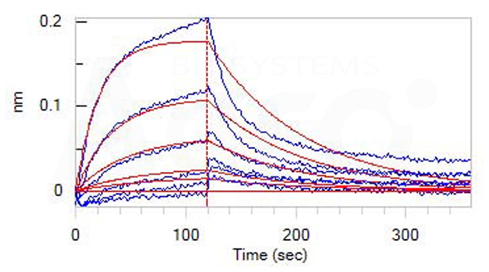 FCGRT&B2M–Serum Albumin binding affinity (BLI validated)