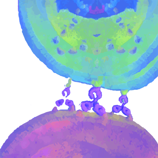 FcRn Functional Cell Lines