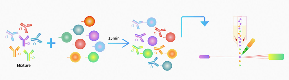 Cell Phenotyping Assay