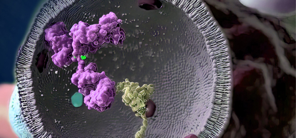 IHC Antibody Customization Service