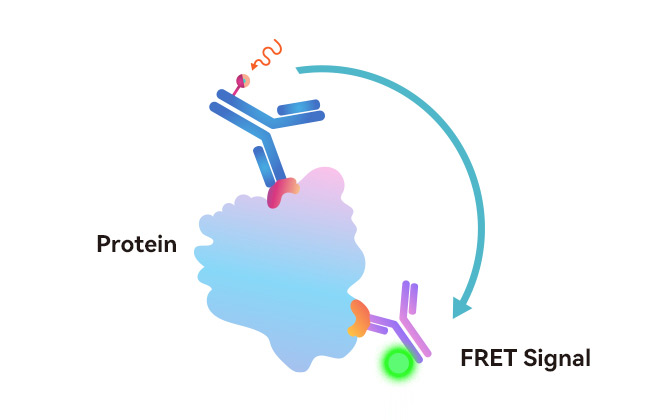 Protein Quantification Kit