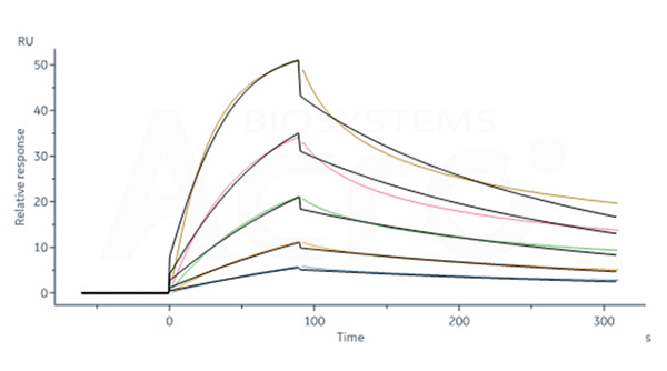 High Binding Affinity of CD40 to CD40L Verified by SPR