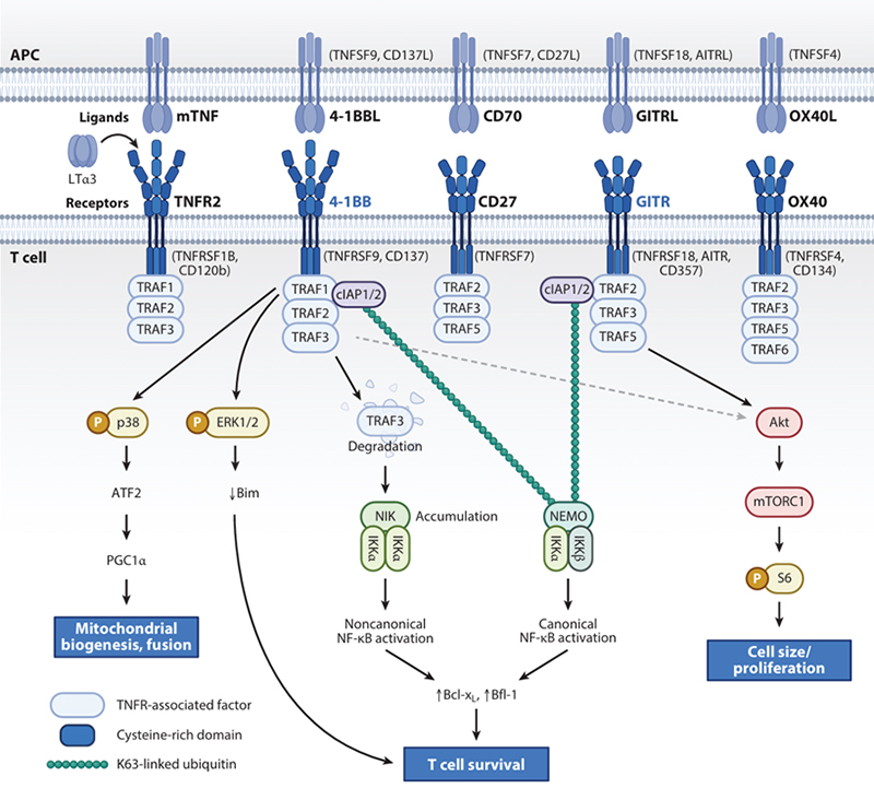 Co-stimulatory TNFRSF members on T cells, along with their ligands and representative signaling pathways.