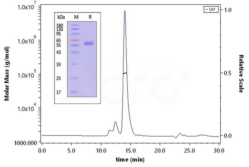 Protein Molecular Weight and Oligomeric State Verified by SEC-MALS