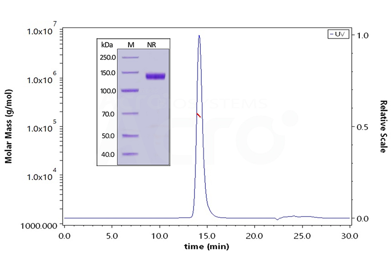Protein Molecular Weight and Oligomeric State Verified by SEC-MALS
